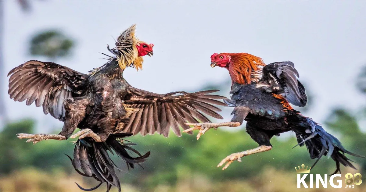 Bí kíp soi kèo dễ thắng lớn từ cao thủ lâu năm